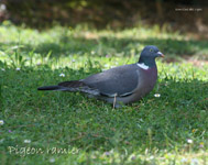 Pigeon ramier_0012.jpg